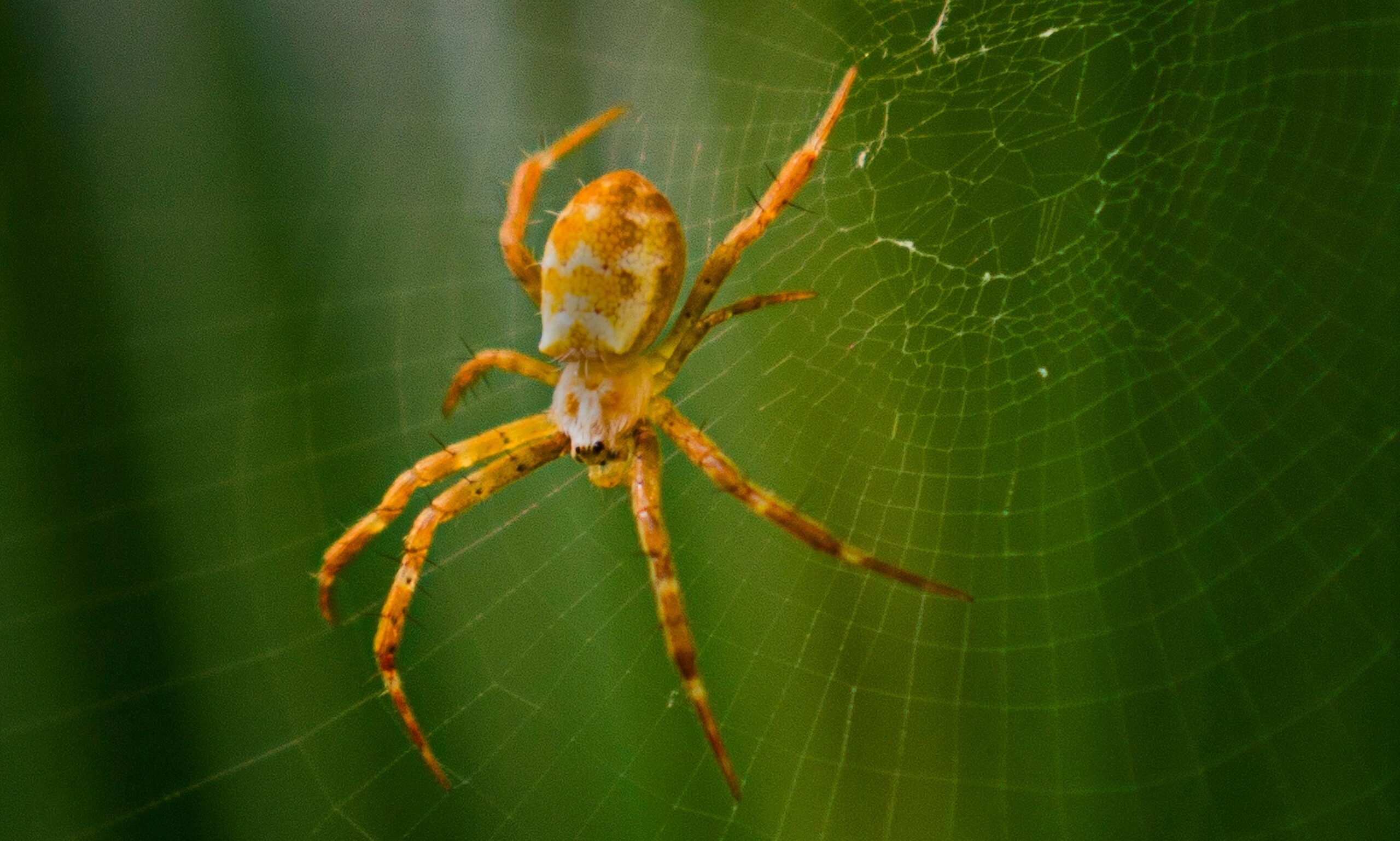 You are currently viewing How to Get Rid of Spiders in the Basement: A Comprehensive Guide